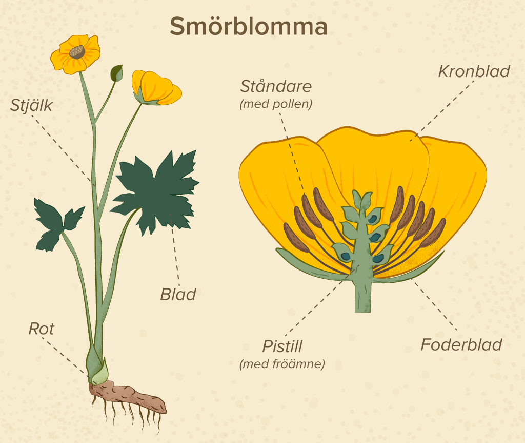 Växtens Delar Läromedel I Biologi åk 4 5 6