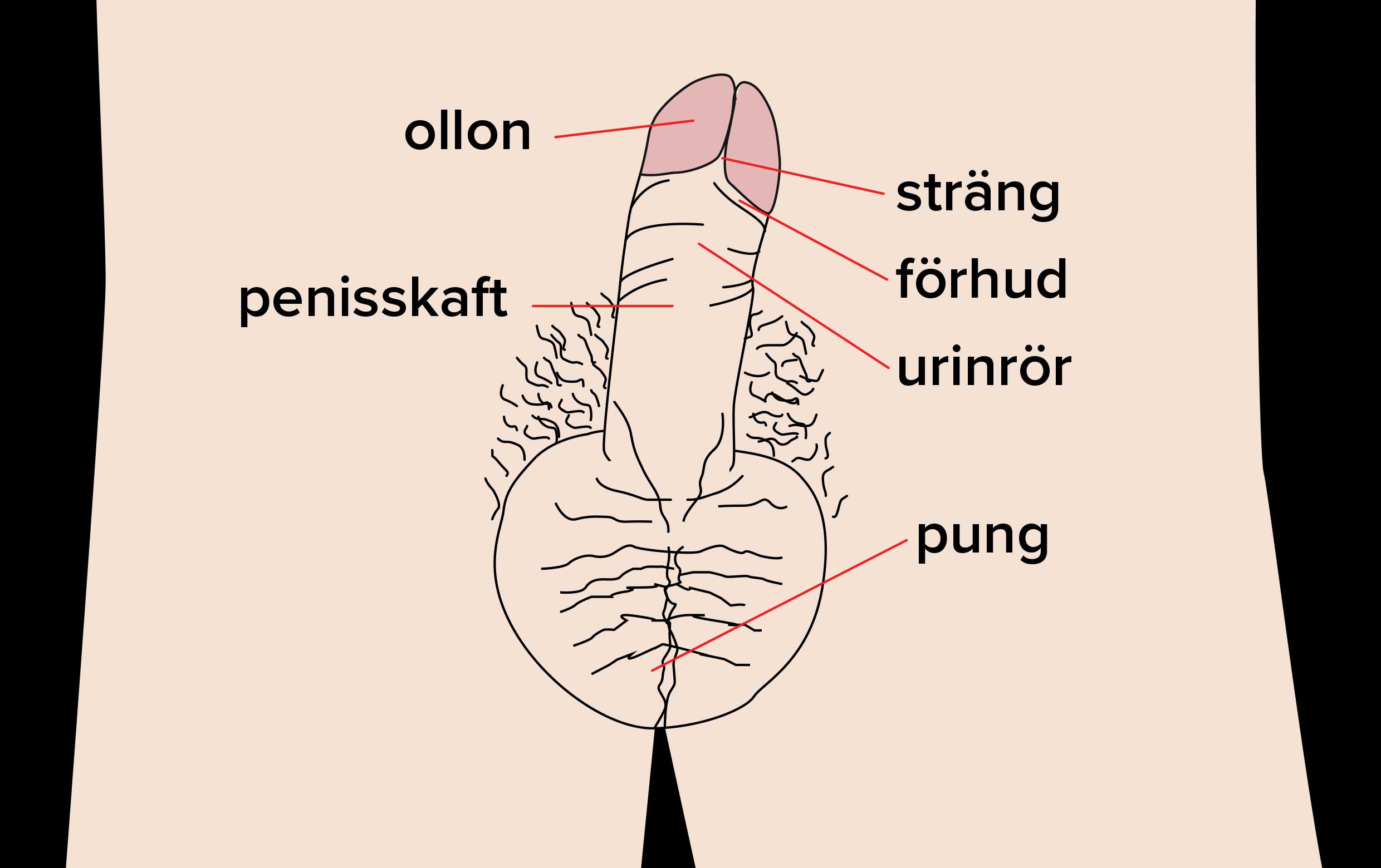 ollon på snoppen ollon på snoppen